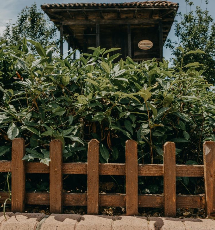 pexels-samerdaboul-8270210
